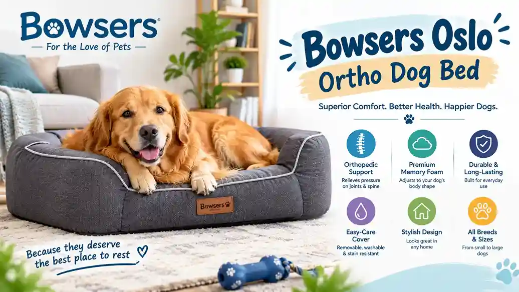 Senior dog resting on a Bowsers Oslo Ortho dog bed with a scooped front and cool gel memory foam